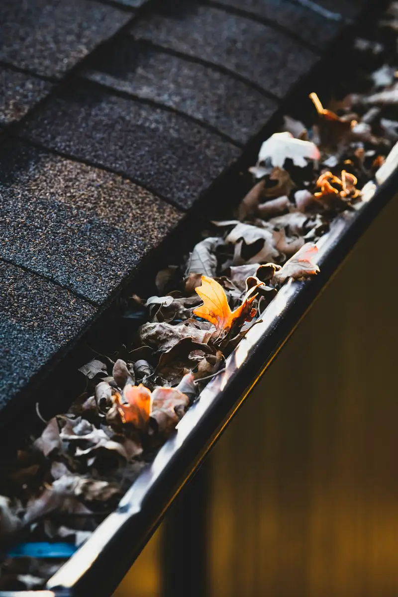 Roof gutter packed with fall leaves before a clean-out