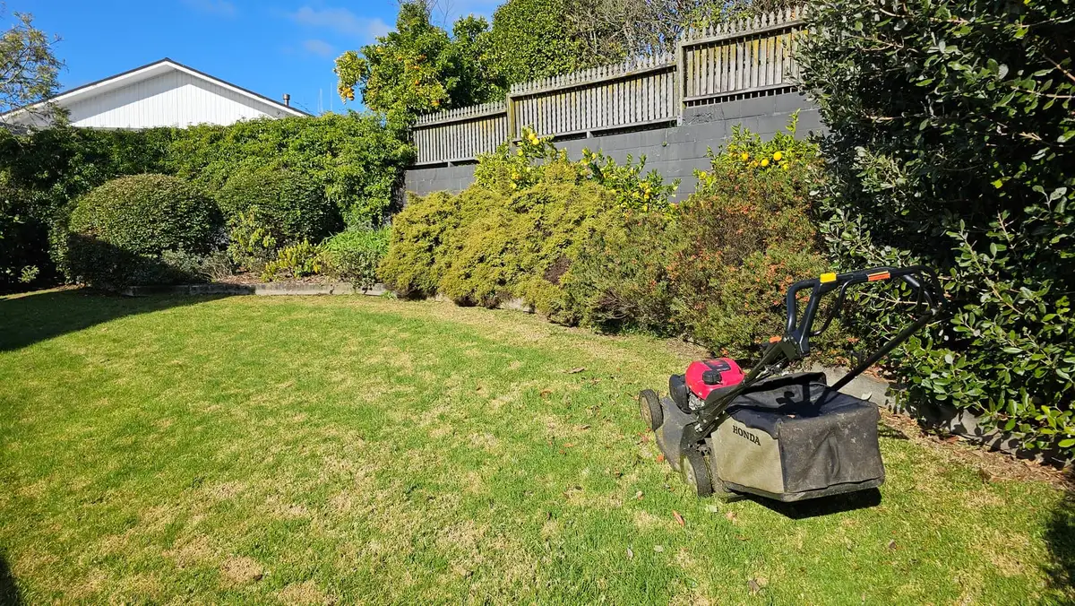 Mower on a freshly cut backyard lawn beside flowering shrubs