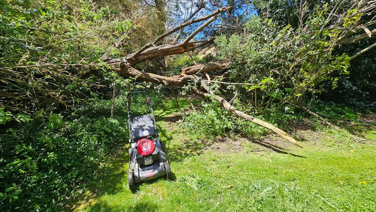 Fallen branches on a lawn waiting for a storm clean-up